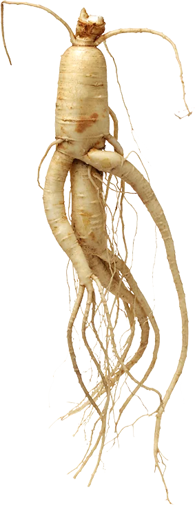 Ρίζα Panax ginseng